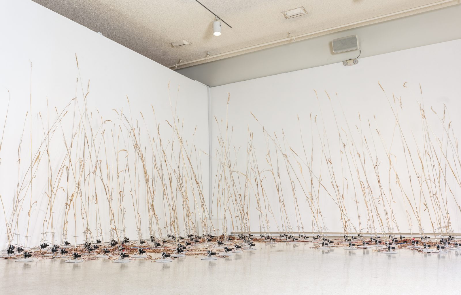 tele-present wind installation